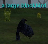 a large blackbird